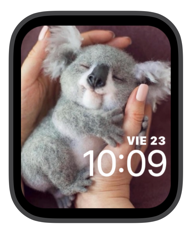 koala 